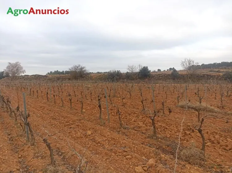 Viñedo de Secano en Espaldera en Villargordo del Cabriel