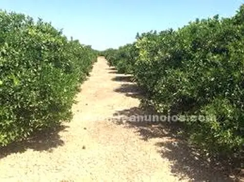 Venta  de Finca de regadío de mandarinas en Castellón