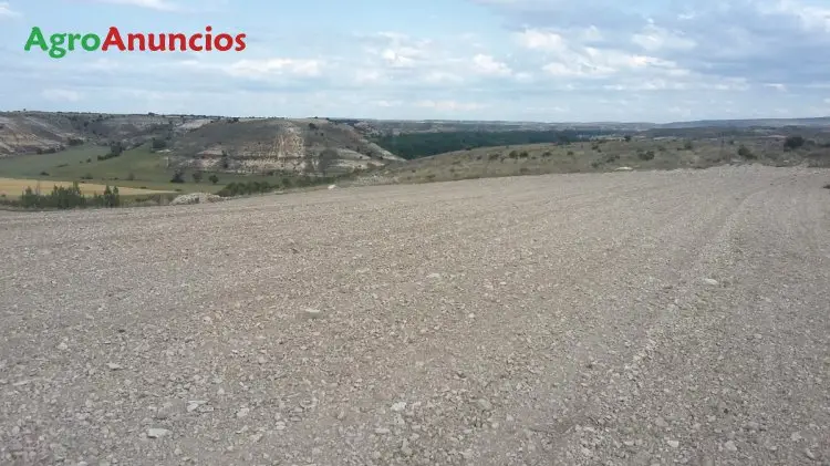 Venta  de Terreno de secano en Burgos