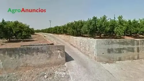 Venta  de Finca de regadío cercana a la población en Castellón