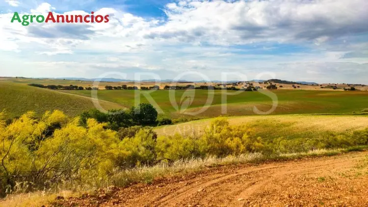 Venta  de Finca agrícola y cinegética con  vivienda en Toledo