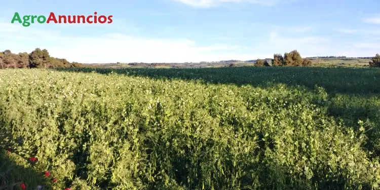 Venta  de Finca ganadera en Tarragona