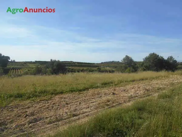 Venta  de Finca de regadío llana en Valencia