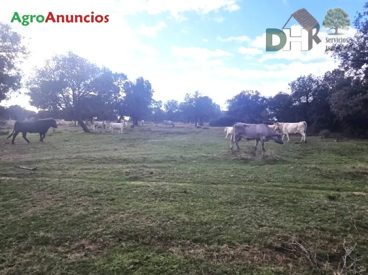 Venta  de Finca de labor y ganadera en Salamanca