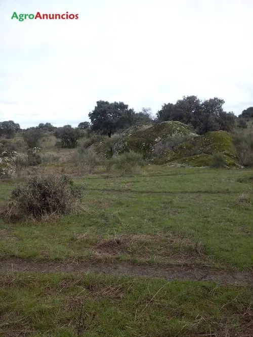 Venta  de Finca de pastos con charcas en Cáceres