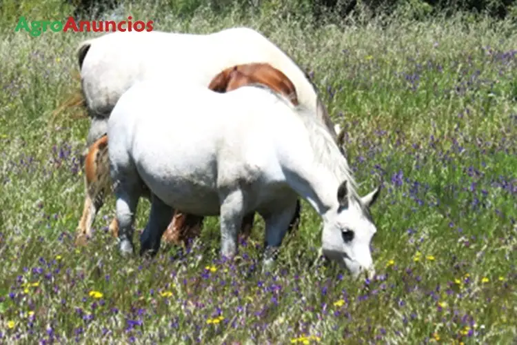 Demanda  de Finca de pastos en Córdoba