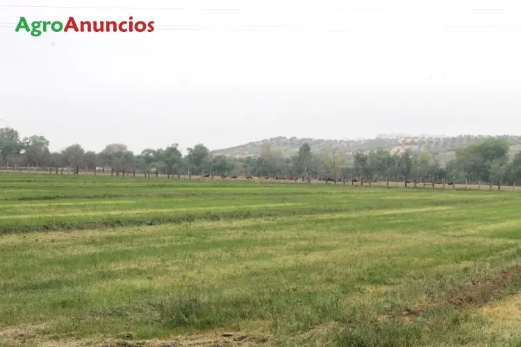 Venta  de Finca de regadío en Madrid