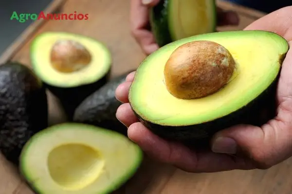 Venta  de Finca de aguacates hass en Málaga