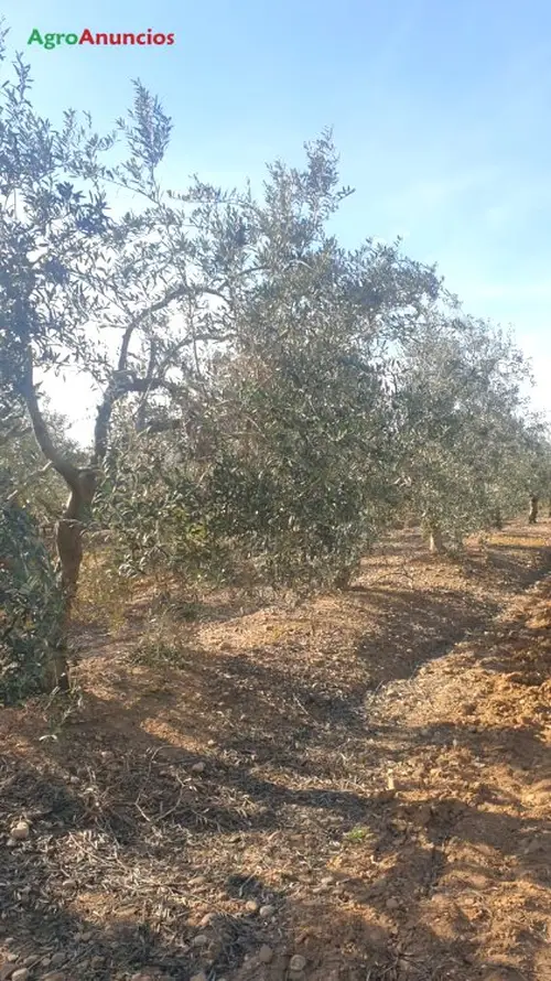 Venta  de Finca de olivar gordal y manzanillo con riego por goteo en Sevilla