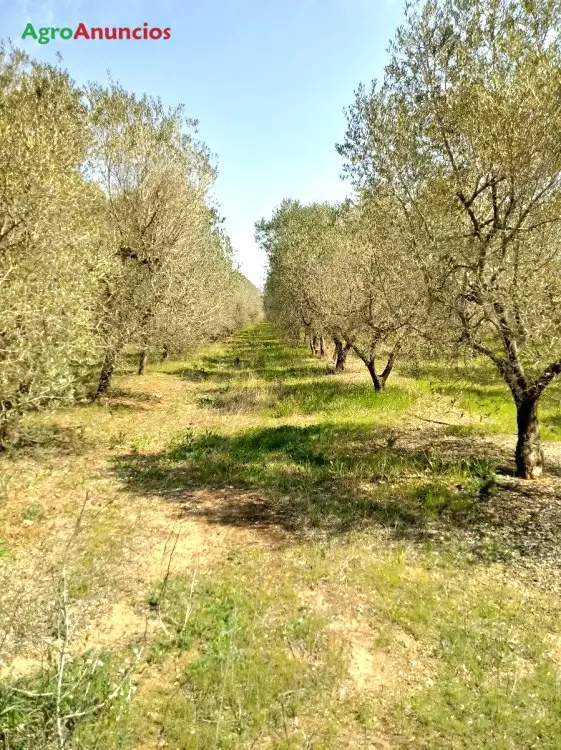 Venta  de Finca de olivos con masía en Tarragona