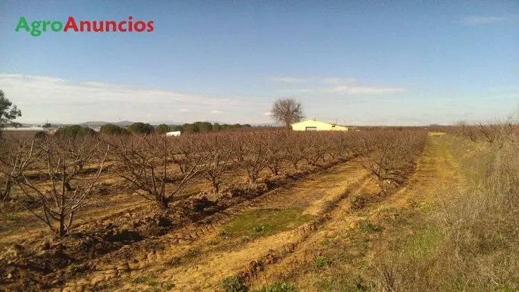 Venta  de Finca de ciruelos y perales en Badajoz