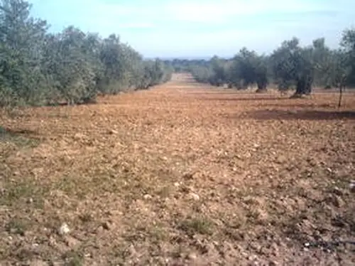 Venta  de Finca de olivar. en Madrid