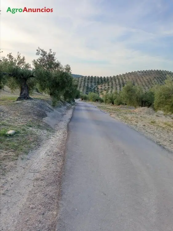 Venta  de Finca de olivos en Jaén