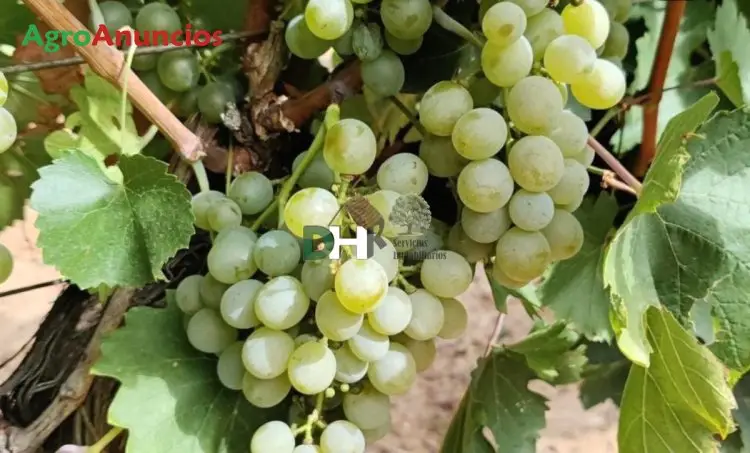 Venta  de Finca de viñedo con riego por goteo en Valladolid