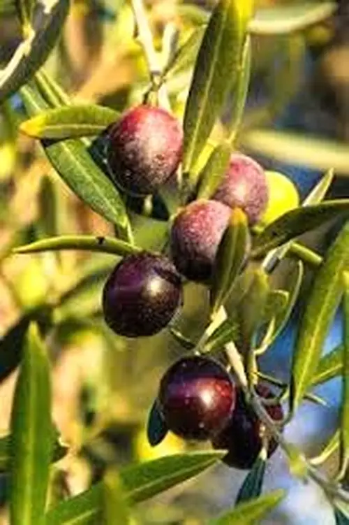 Demanda  de Finca de olivos en Córdoba