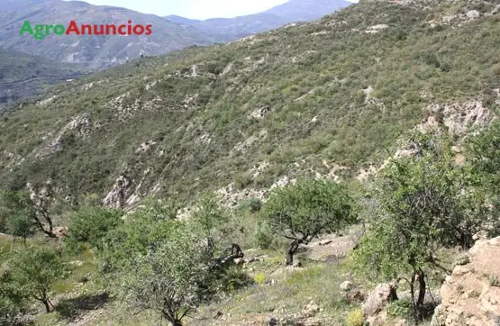 Venta  de Finca de almendros y monte con cortijo en Granada