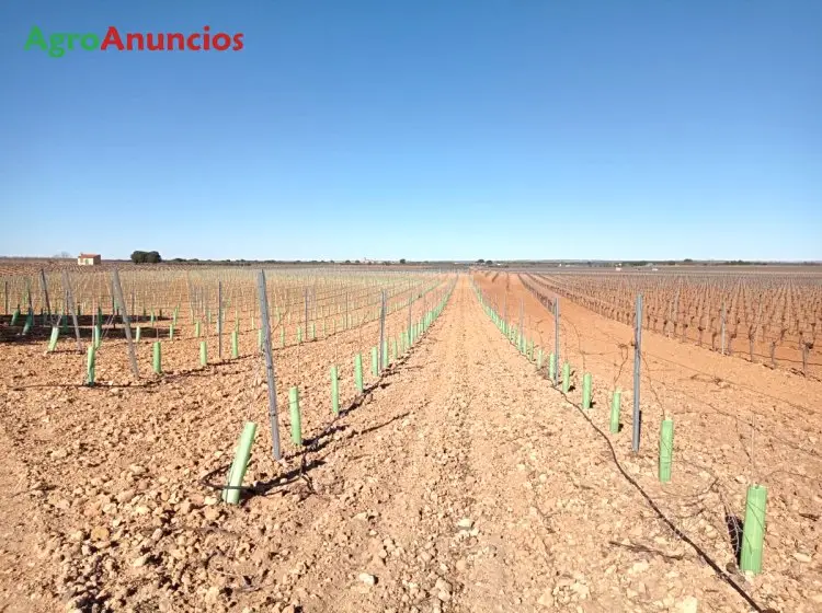 Venta  de Finca de viñedo de regadío en Cuenca