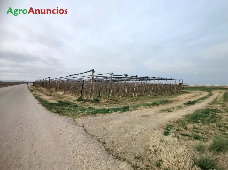 Venta  de Finca de regadío en Lleida