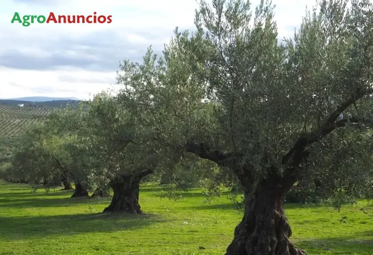 Venta  de Finca de olivos en Sevilla