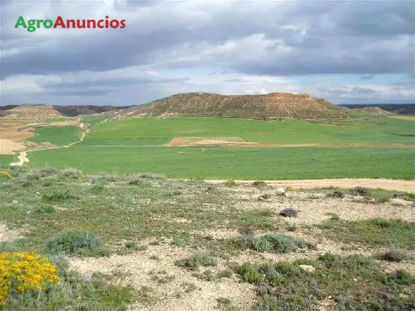 Venta  de Finca agricola de cereal en Soria