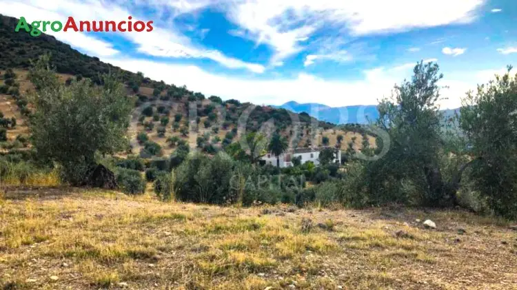 Venta  de Finca de olivar riego por goteo en Jaén