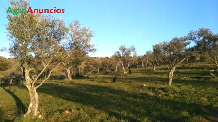 Venta  de Finca con olivos encinas y alcornoques en Cáceres