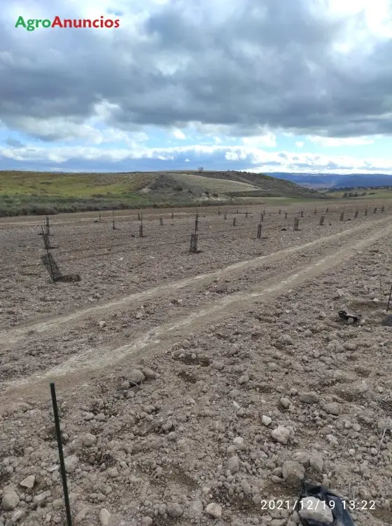 Venta  de Terreno de secano en Guadalajara