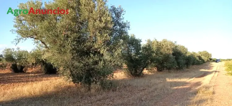 Venta  de Finca de olivos en Cuenca