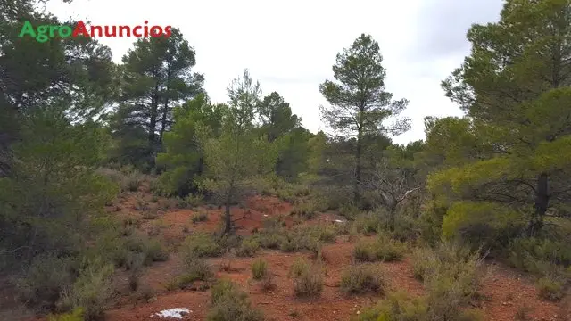 Venta  de Finca de secano y monte en Valencia