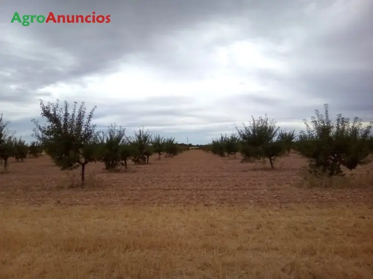 Venta  de Finca de almendros en Albacete