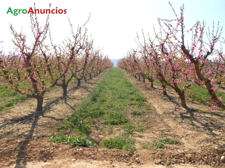 Venta  de Finca de frutales en Huesca