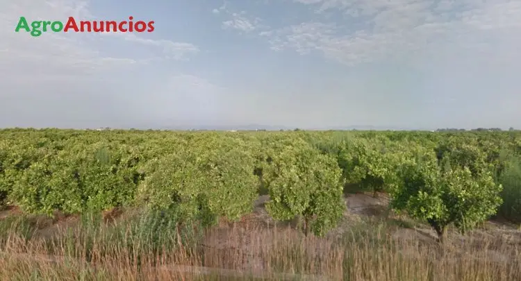 Venta  de Finca de regadío en Valencia