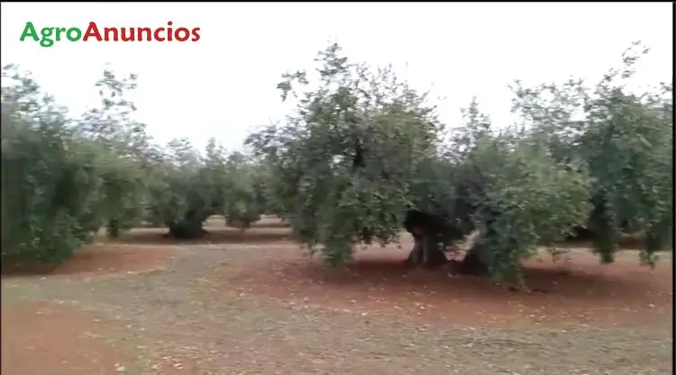 Venta  de Finca de olivos en Córdoba