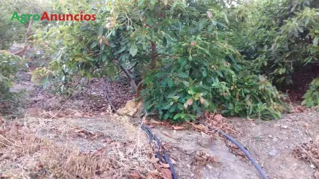 Venta  de Finca de aguacates en Málaga