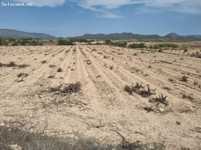 Parcela en Venta Ubeda Pinoso Alicante
