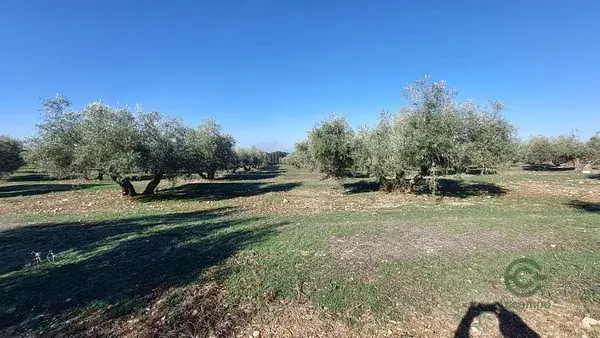 Finca Olivar Jaen Quesada 17 hectareas