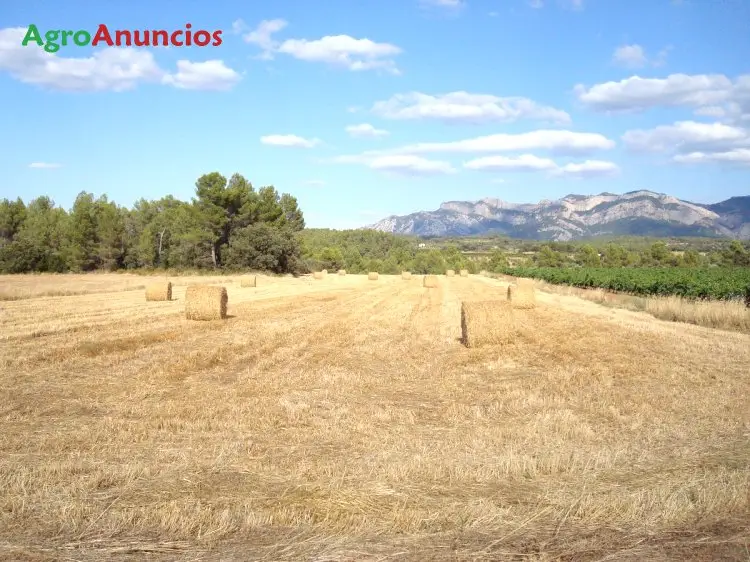 Venta  de Terreno de secano en Teruel