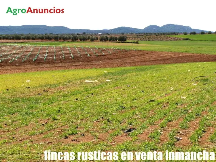 Venta  de Finca de regadio de labor viña y olivos en Ciudad Real