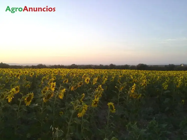 Venta  de Terreno de regadío en Sevilla