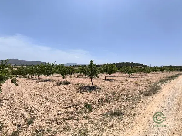 Parcela Edificable en Ubeda cerca de Pinoso Alicante
