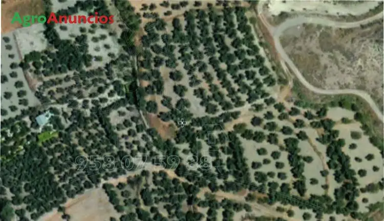 Venta  de Finca de olivos de regadio en Granada