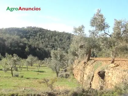 Venta  de Finca con almendros y olivos en Tarragona