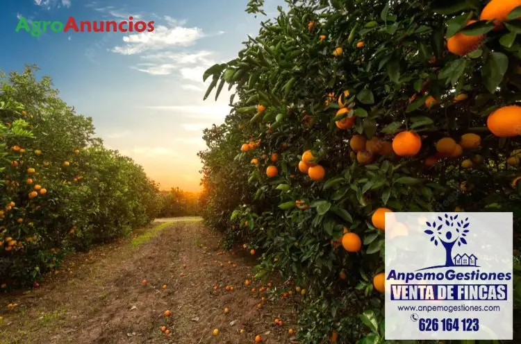 Venta  de Finca de naranjos en Córdoba