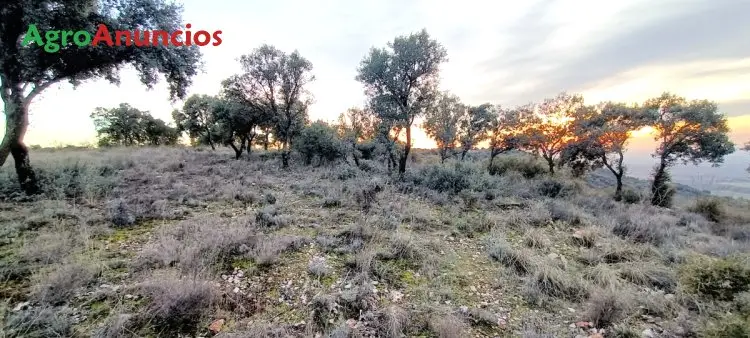 Alquiler  de Finca para colmenas en Guadalajara