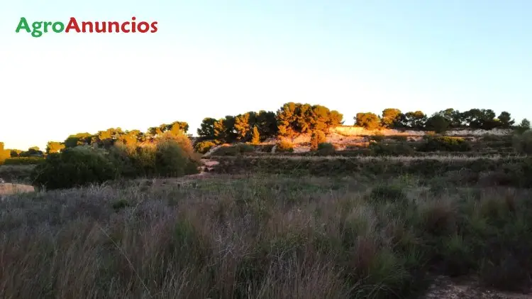 Venta  de Finca agrícola junto a urbanización en Alicante