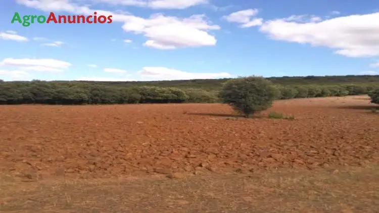 Venta  de Finca de olivos en Ciudad Real