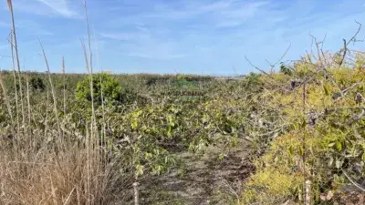 Finca rústica en venta en Huerta Don Gomez