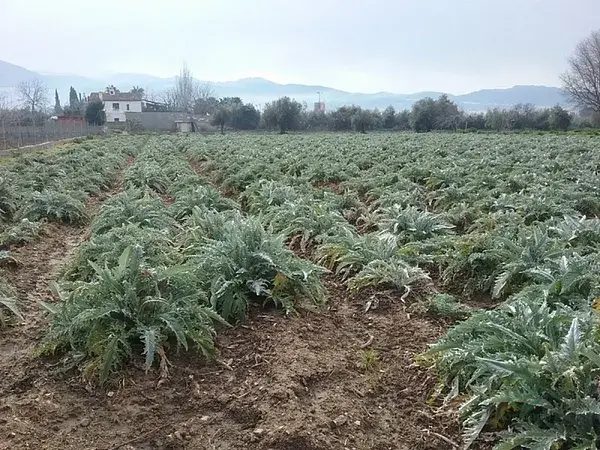 Haza de Cultivo 1530m2 Granada Regadío