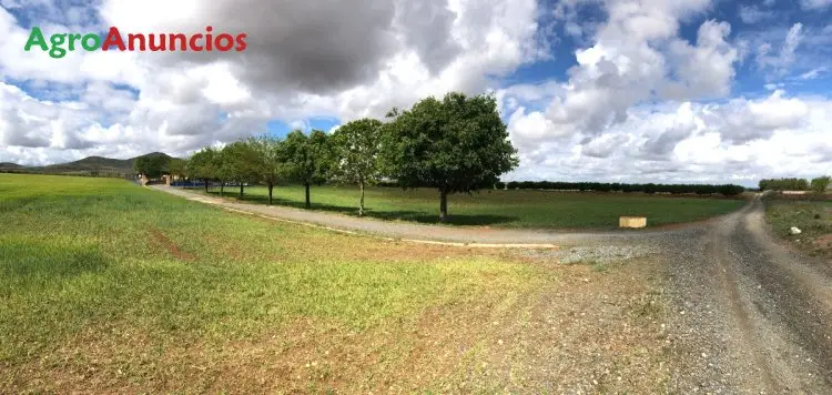 Venta  de Finca rústica de olivar intensivo con casa y alberca en Toledo