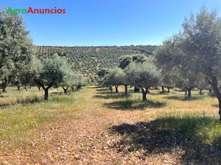 Compra  de Parcela de regadío en Madrid